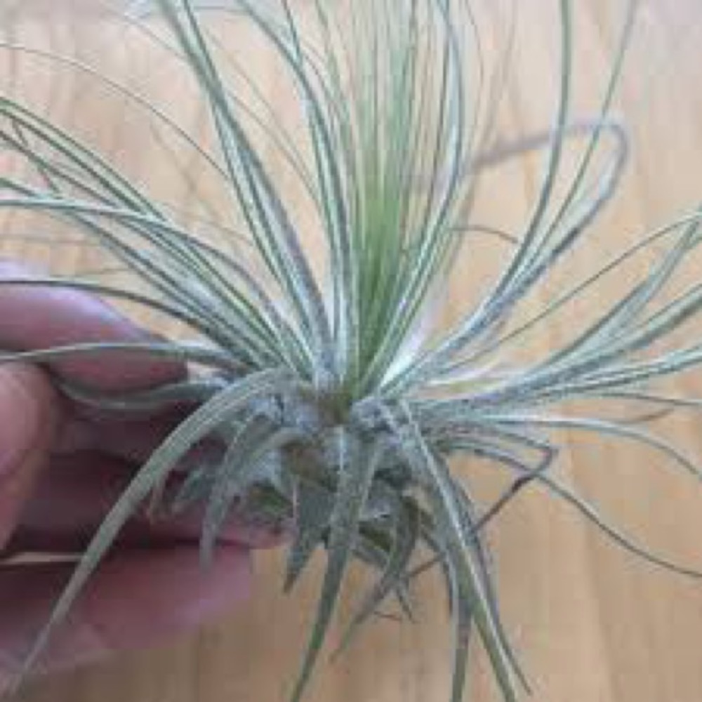Bundles of 10 Plants  Assorted Tillandsia Air Plant - - Picture 2 of 3